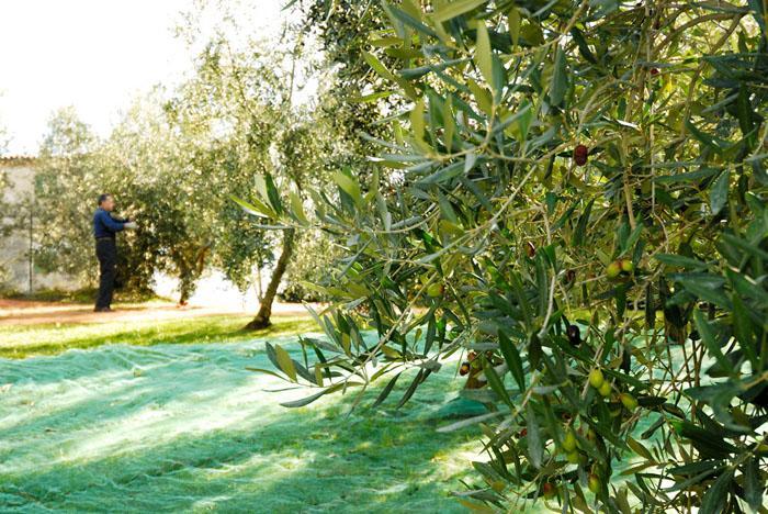 Podere Jana Antico Frantoio Vinci Ngoại thất bức ảnh